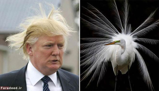 چیزهایی که شبیه موهای ترامپ هستند!