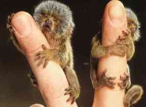 بندانگشتی، کوچک ترین میمون دنیا