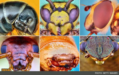 تصاویری از حشرات, تصاویری از نمای نزدیک حشرات