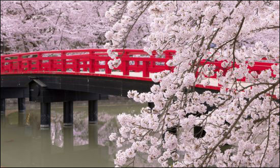 ژاپن وارد فصل شکوفه های گیلاس شد