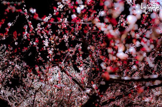 زیبایی بی نظیر بهار در ژاپن