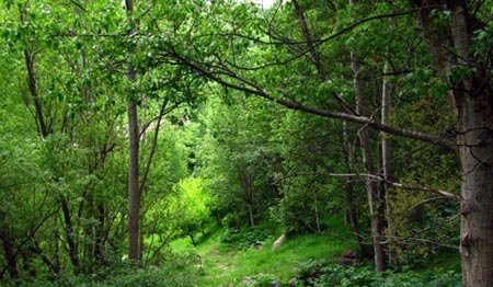 بزرگ ترین پارک‌های جنگلی ایران,پارک‌های جنگلی ایران