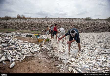 اخبار,اخبار اجتماعی ,مرگ ماهی در سد فشافویه
