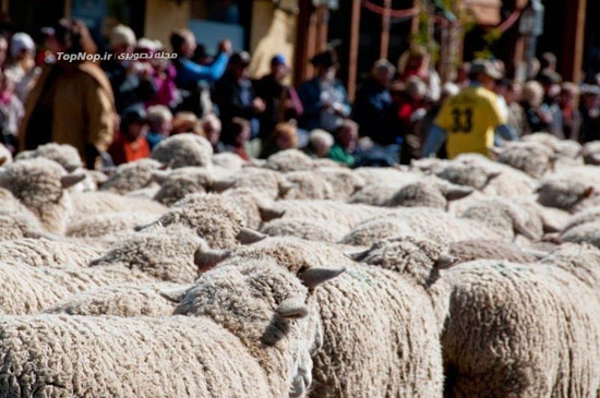 سفر گوسفندان در ایالات متحده +عکس
