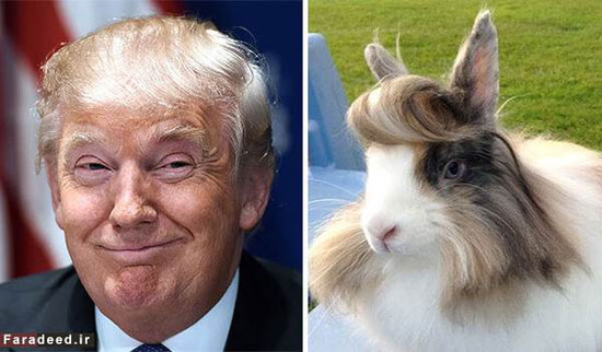 چیزهایی که شبیه موهای ترامپ هستند!