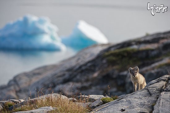 زیبایی متنوع و خیره کننده مناظر طبیعی گرینلند