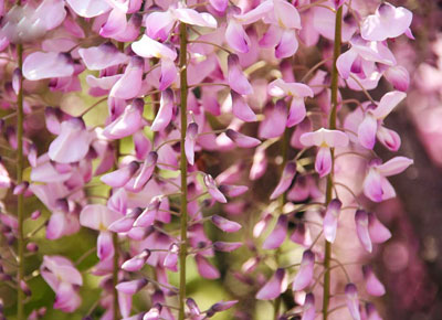 آبشار رویایی گلهای ویستریا , تصاویر آبشار رویایی گلهای ویستریا