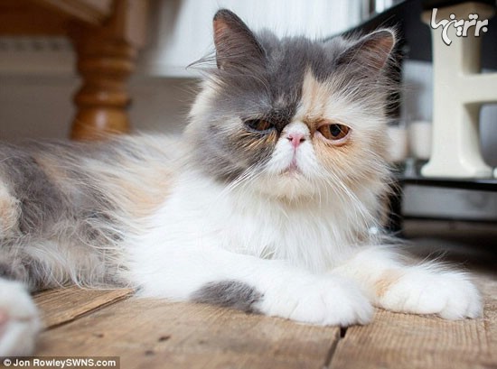 گربه ای که بخاطر چهره عبوسش  60 میلیون یورو قیمت گذاری شد.