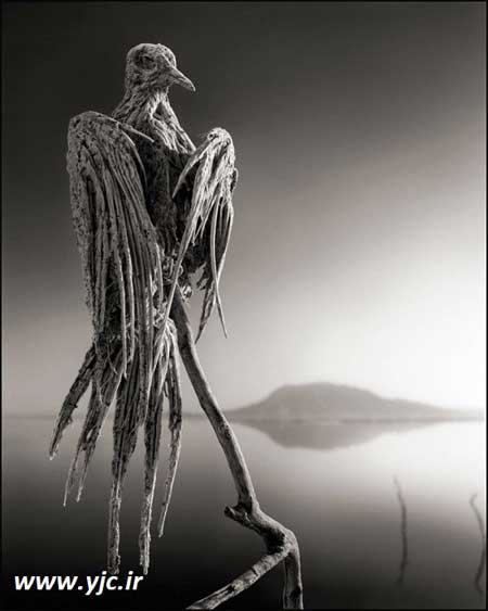 حیات وحش پرندگان , مجسمه پرندگان ,  دریاچه ناترون