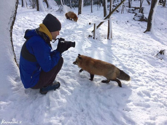عکس/ دهکده روباه‌ها در ژاپن
