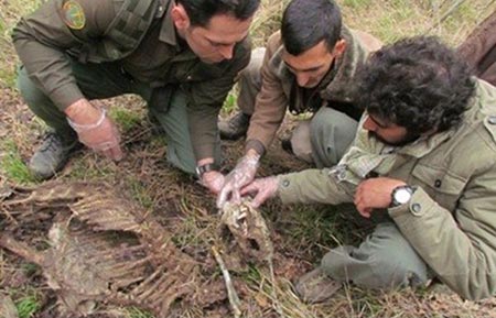 اخبار ,اخبار حوادث ,کشف لاشه یک پلنگ ایرانی در پارک ملی گلستان