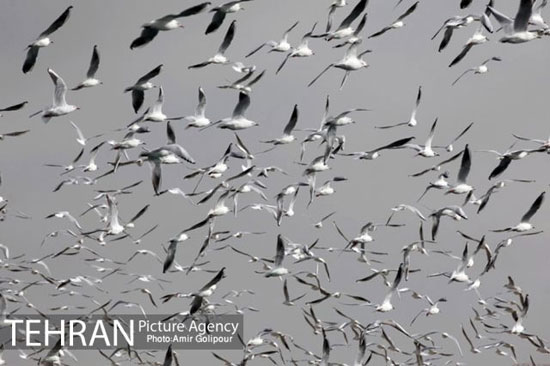 پرندگان مهاجر بر فراز دریاچه شهدای خلیج فارس