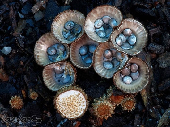 دنیای شگفت انگیز قارچ های استرالیایی