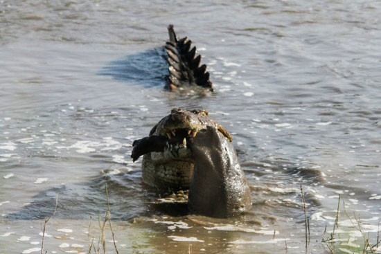 شکار اسب آبی توسط تمساح