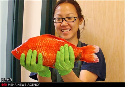 بزرگترین ماهی قرمز جهان,ماهی قرمز غول پیکر,ماهی قرمز غول پیکر