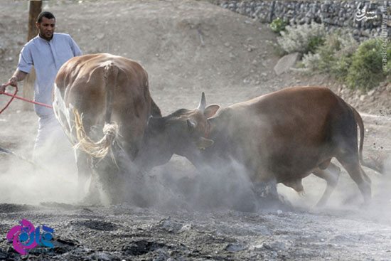 عکس/ جنگ گاوها در امارات
