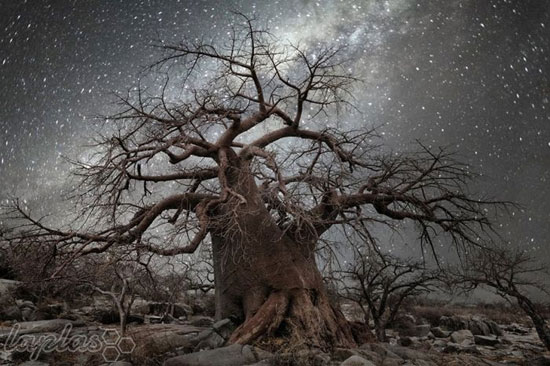 تصاویر مسحور کننده ای از قدیمی ترین درخت دنیا که هوش را از سر شما می پرانند!