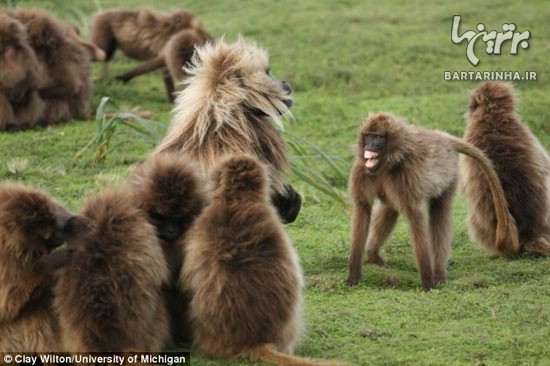 آیا این میمون حرف می زند؟! +عکس