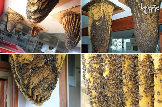 موزه ی زنبورها