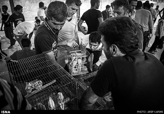 بازار پرنده فروشان گرگان