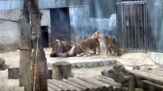 خودکشی مرد جوان با شیرهای باغ وحش