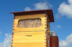 تولید عسل با گردش یک کلید فناورانه در کندو