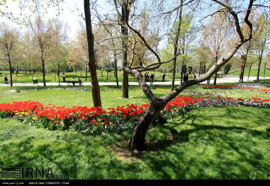 مشهد/جشنواره گلهای پیازی