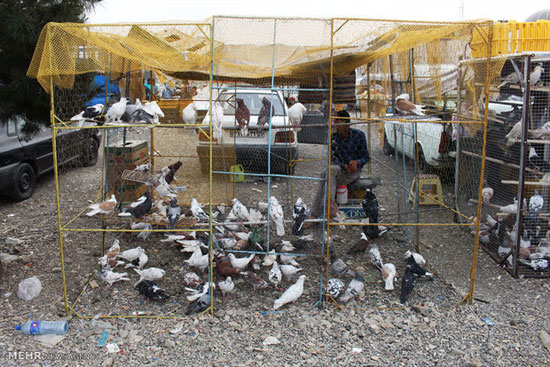 بازار فروش پرندگان