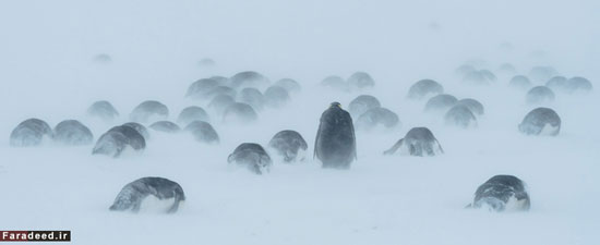 (تصاویر) زندگی رازآمیز امپراتور قطب جنوب