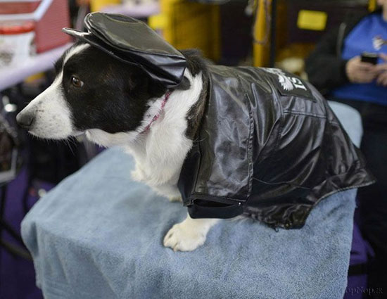 نمایشگاه سگ های زینتی وست مینستر +عکس