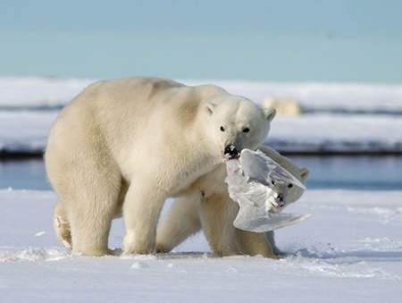 عکسهای جالب,خرس قطبی,تصاویر دیدنی
