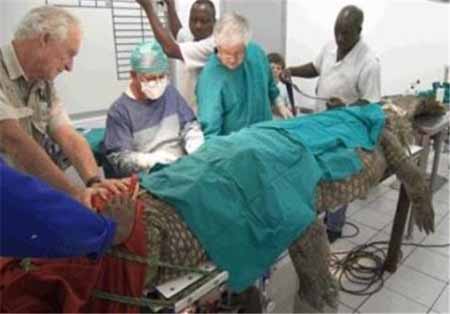 اخبار,اخبار گوناگون,جراحی یک تمساح 120 کیلویی