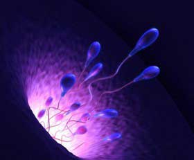 اخبار,اخبار علمی,پرورش سلول‌های اسپرم انسان در آزمایشگاه برای نخستین بار