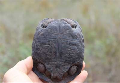 اخبار,اخبار فرهنگی,تولد لاک‌پشت‌ها پس از یک قرن در جزایر گالاپاگوس