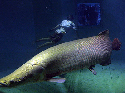 بزرگترین ماهی های رودخانه , تصاویر بزرگترین ماهی ها