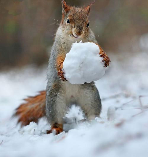 عکس های جالب ساخت آدم برفی توسط سنجاب ها