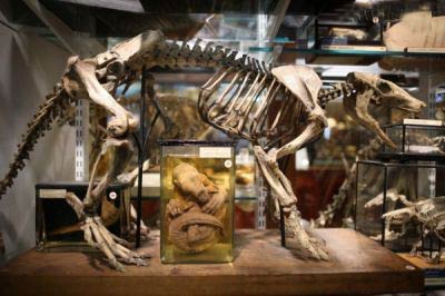 موزه جانور شناسی,عجیب ترین موزه جانور شناسی دنیا