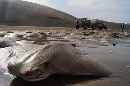 تلف شدن هزاران ماهی در ساحل مکزیک