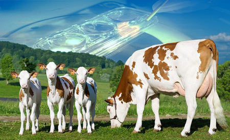اخبار,اخبار علمی,تولید جنین گاو پرتولید