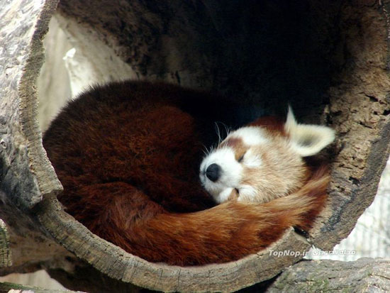 پاندا قرمز یکی از زیباترین حیوانات زمین +عکس