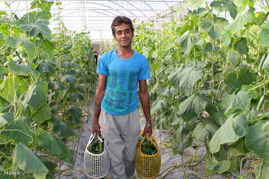 برداشت خیار گلخانه ای - هرمزگان (عکس)