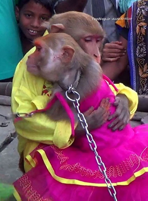 مراسم عروسی میمون ها در هند +عکس