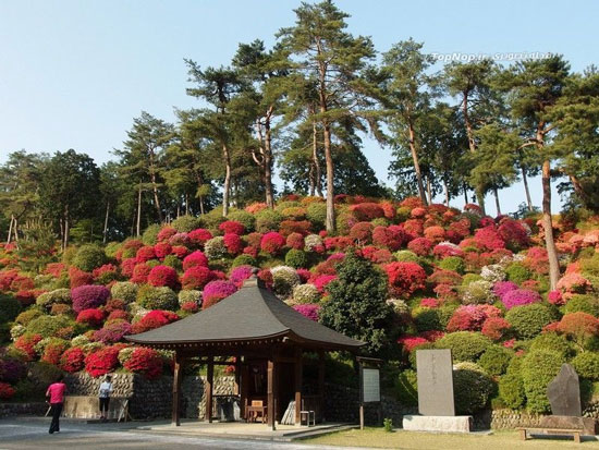 معبدی در دل گل ها