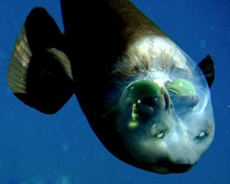 تصاویر ماهی کله شیشه‌ای,ماهی عجیب غریب