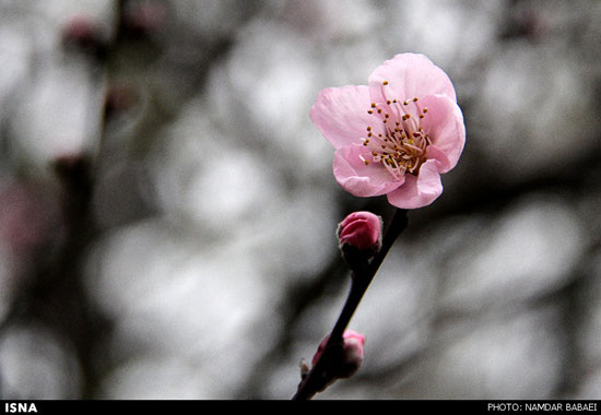 شکوفه دادن درختان در فصل زمستان - مازندران