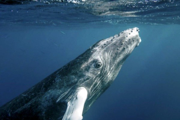 اخبارعلمی,خبرهای علمی,نهنگ و دلفین