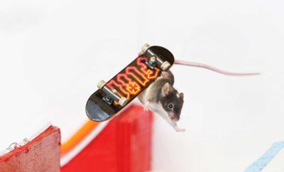 موش,حرکات شگفت انگیز موش,موش های اسکیت باز