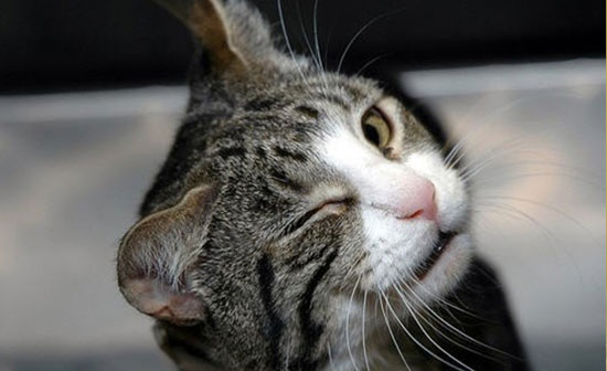 15 موردی که شاید درباره گربه‌ها نمی‌دانستید!