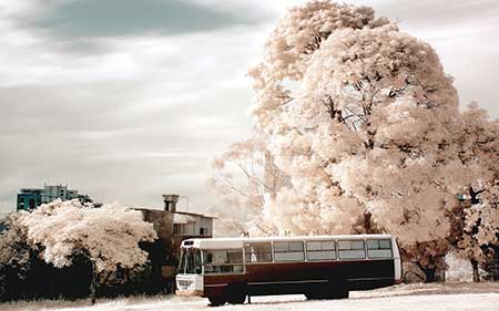 عکسهای جالب,عکسهای جذاب,شکوفه درختان 