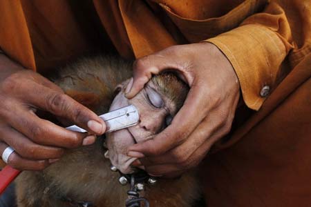 صاحب یک میمون دست آموز در لاهور پاکستان در حال تراشیدن موهای صورت میمون قبل از نمایش خیابانی